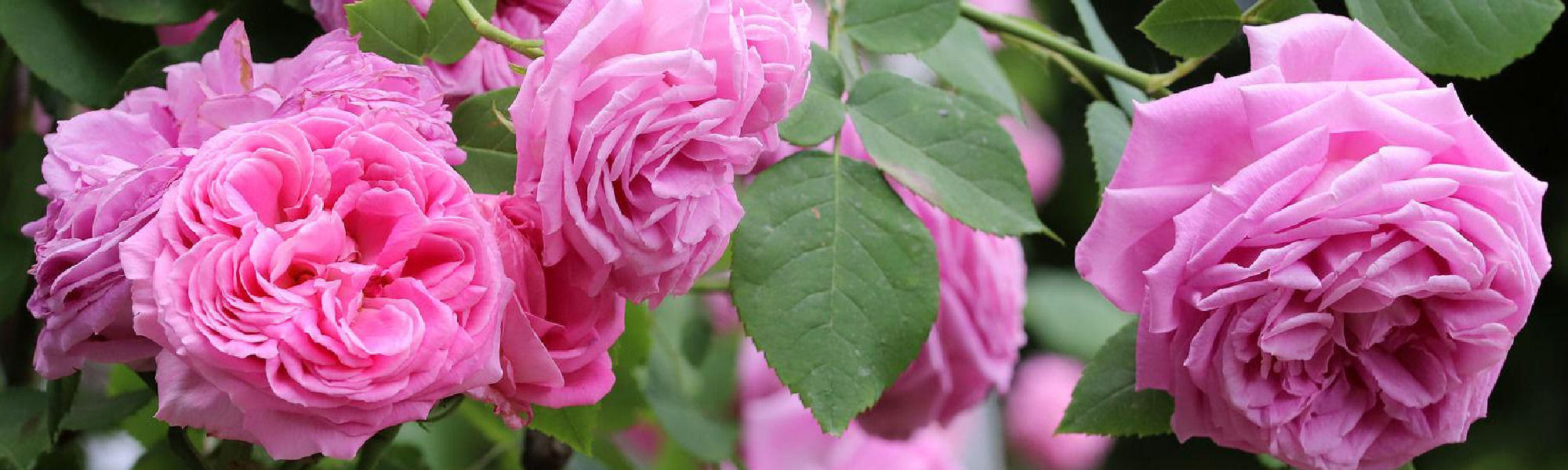 Gartentipps im Juli: Letzte Düngung für Rosen
